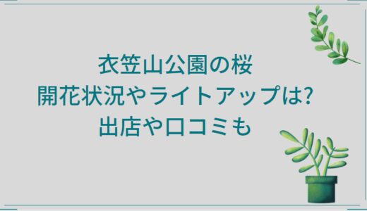 衣笠山公園桜2023|開花状況やライトアップは?出店や口コミ
