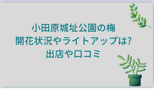 小田原城址公園の梅2025|開花状況やライトアップは?出店や口コミ